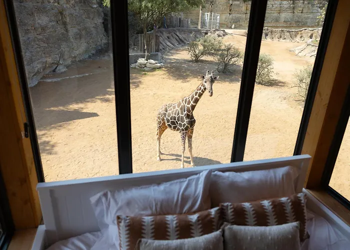 San Antonio Zoo - Spekboom Giraffe Lodge