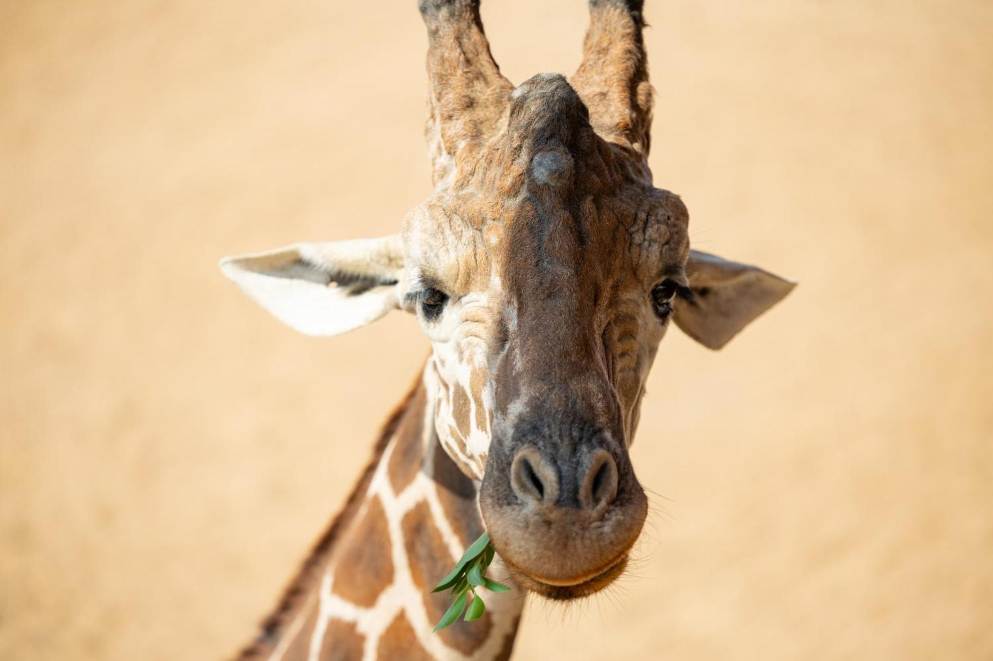 Zoo - Spekboom Giraffe *