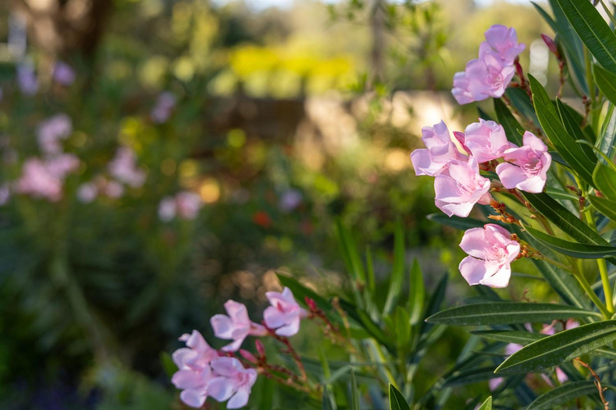 Hyatt Vacation Club At Wild Oak Ranch Hotel San Antonio