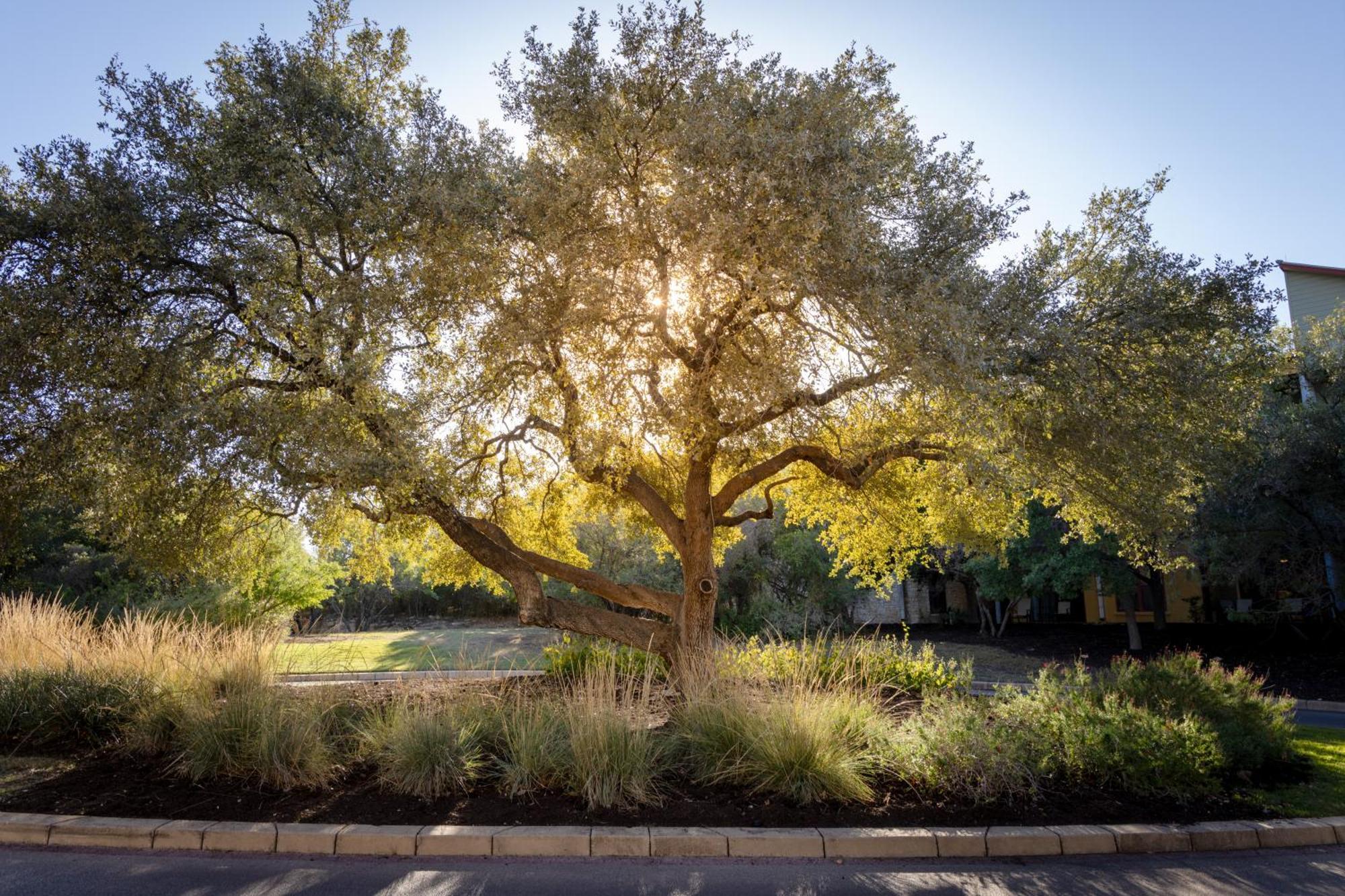 Hotel Hyatt Vacation Club At Wild Oak Ranch San Antonio